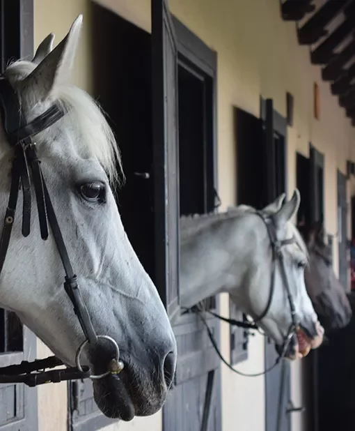 hotel berke ranch horses